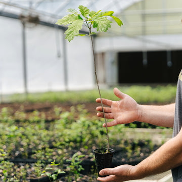 Image of a Northern Red oak seedling.